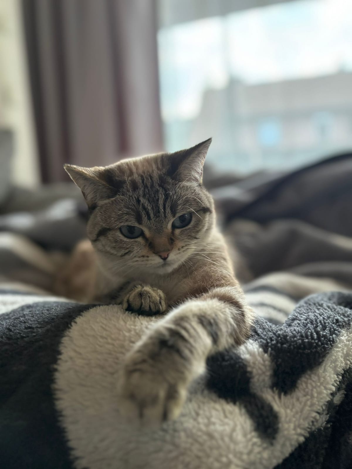 Katze getigert.jpg