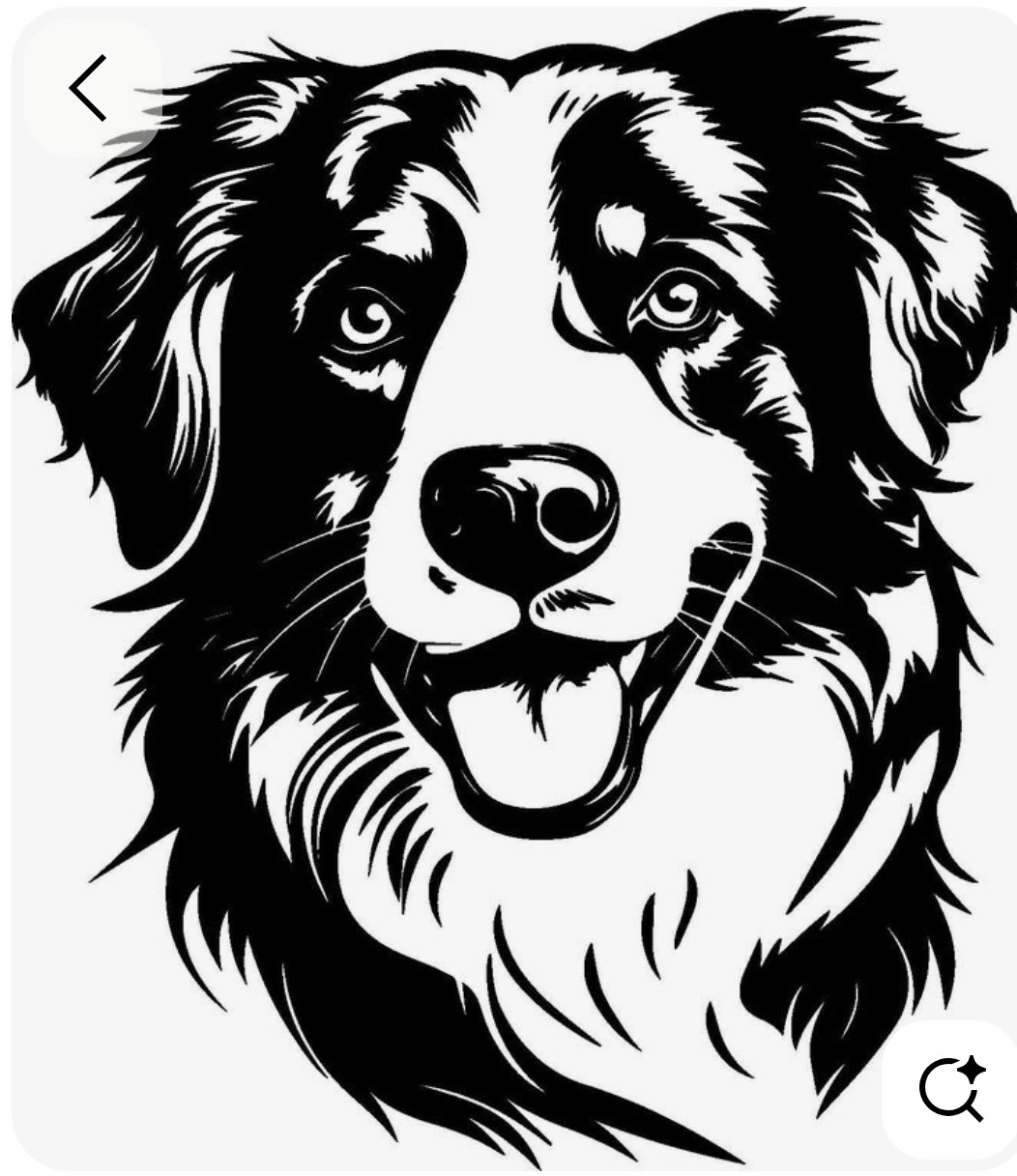 Schotse Collie.jpg