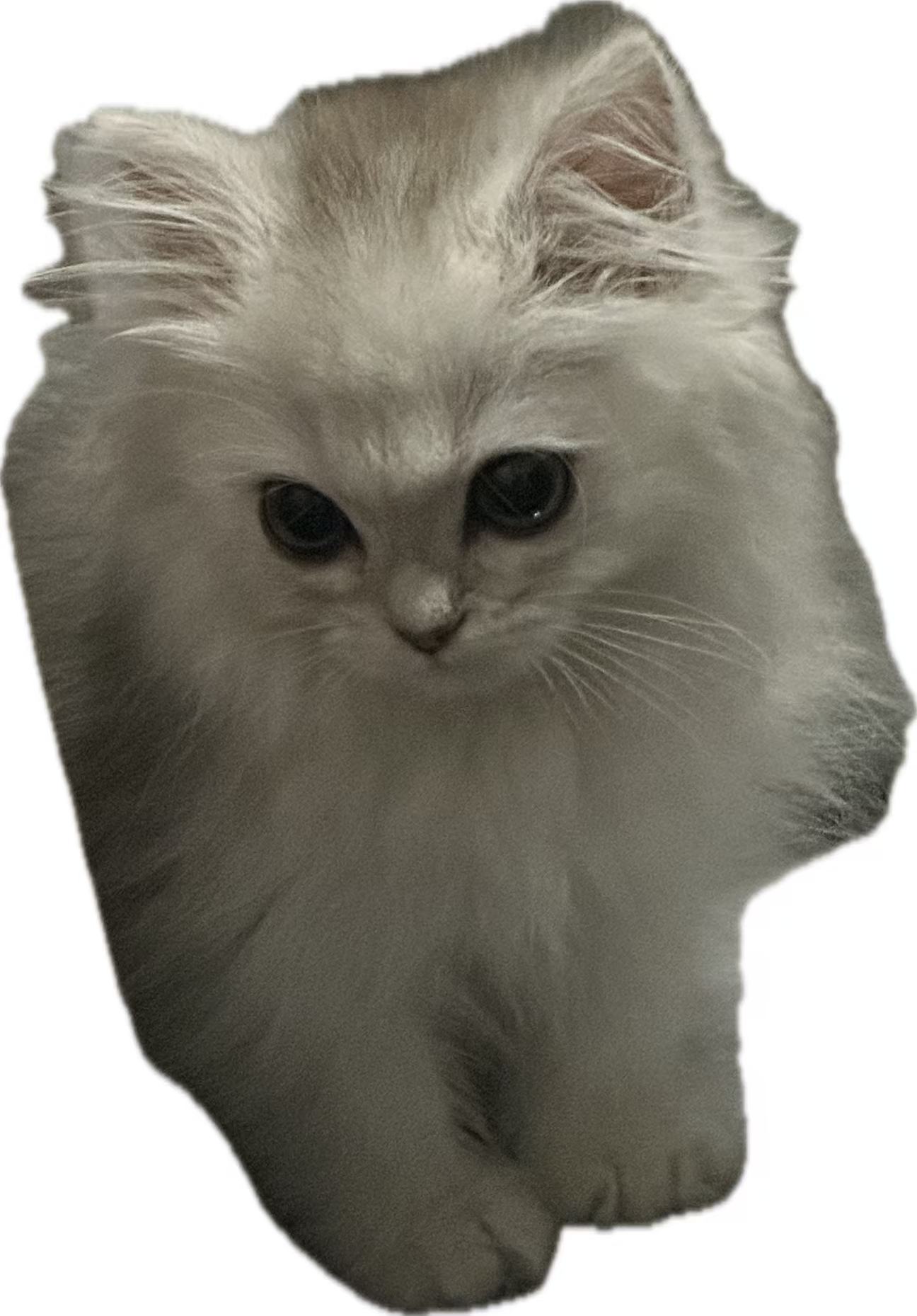 11737021038_.pic.jpg