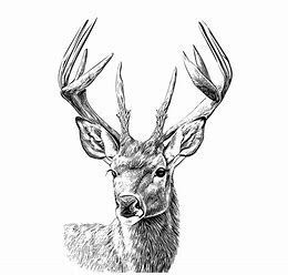 DeerHeadEngraving.jpg