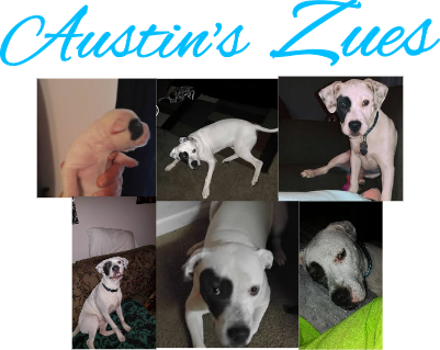 Austins Zues.xs