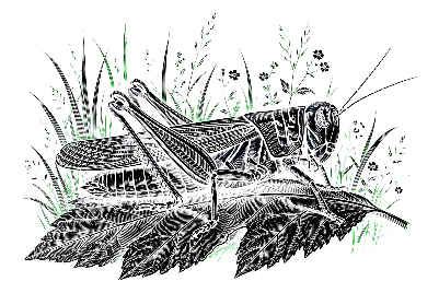 Grasshopper Coaster.xs