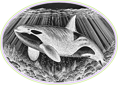 ORCA UNDER THE SEA.xs