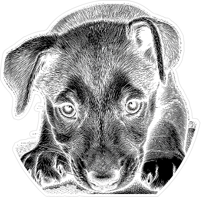 reggie (staffie cross Husky).xs