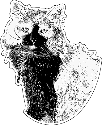 Alvin my Cat.xs