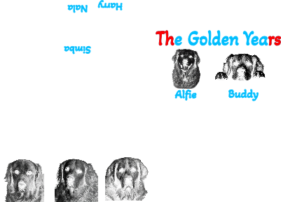 Golden Years Dog Print.xs
