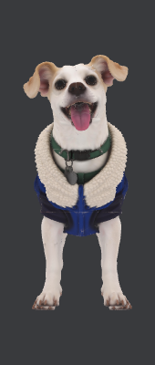 PERRO COLA NUEVO.xs