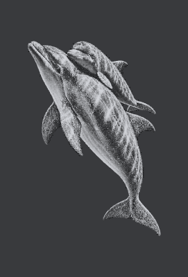 Dauphins 3d.xs
