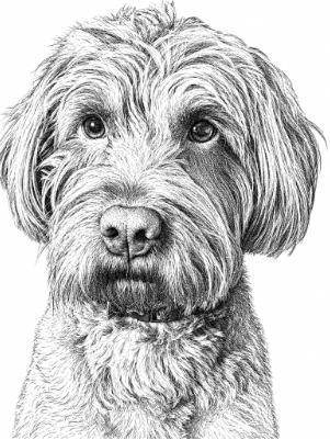 Alfie.xs