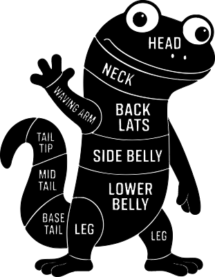 Llizard Butcher Diagram.xs