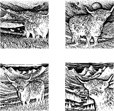 4sethighlandcow.xs