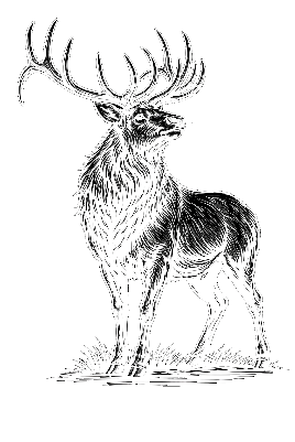 Elk.xs