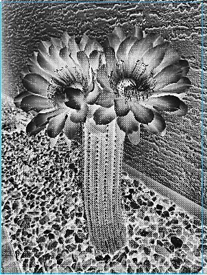 Cactus bloom half-tone.xs