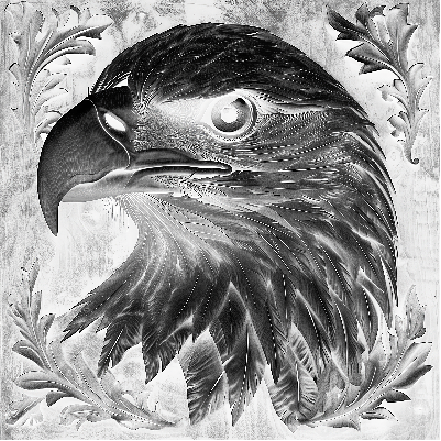 Schiefer Adler(1).xs