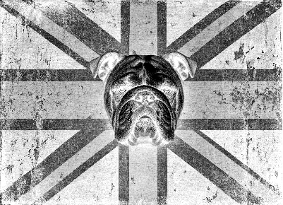 Buldog flag on slate.xs