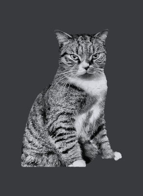 Cat_1.xs