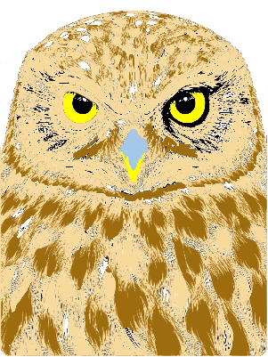 Little Owl KonavleWolves.xs