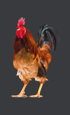 Rooster_Inner_Engraving(1).xs