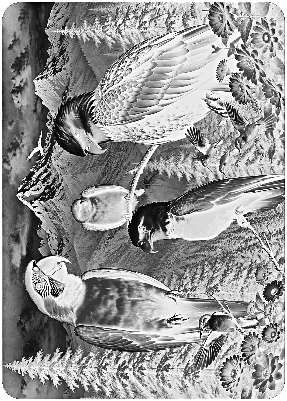 birds on glass.xs