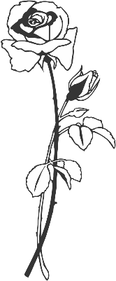 Single Rose.xs
