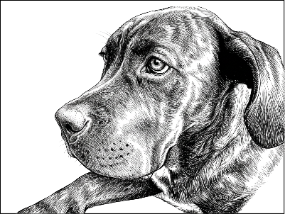 chien.xs