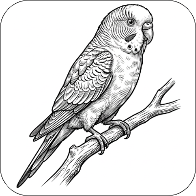 Parakeet Drink Mat.xs