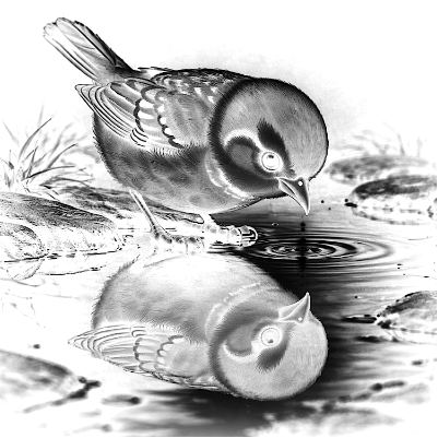 sparrow reflection.xs