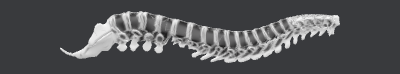 columna vertebral.xs