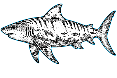 Tiger Shark Scenic Cut and Engrave.xs